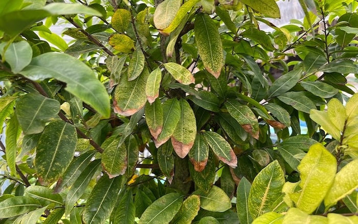 Thuốc trừ sâu ăn lá mai vàng