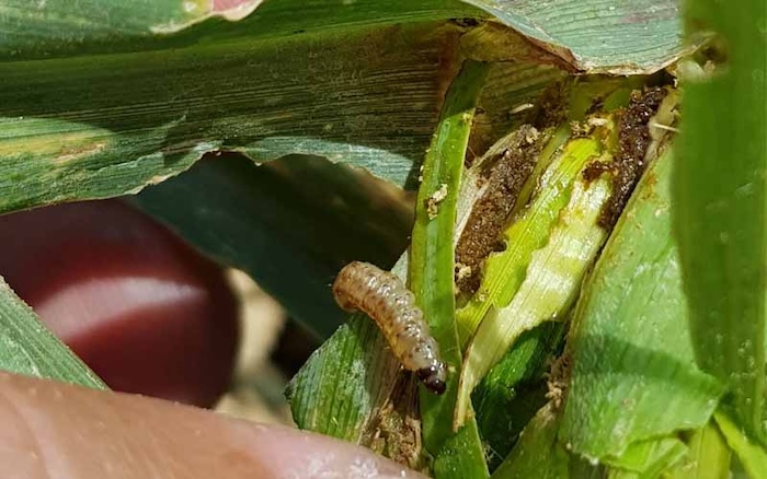 Thuốc trừ sâu ăn lá ngô