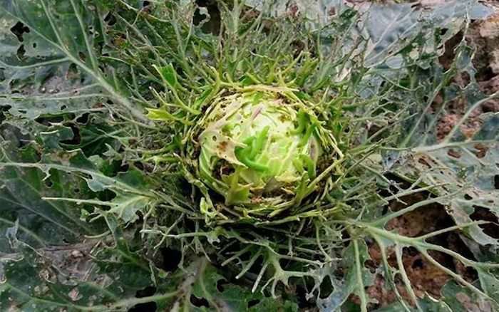 Thuốc trừ sâu ăn lá non