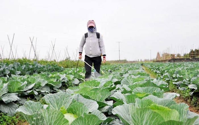 Thuốc trừ sâu ăn lá non