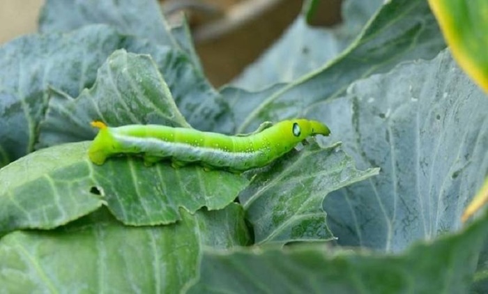 Thuốc trừ sâu ăn lá rau