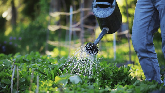 Thuốc trừ sâu ăn lá rau