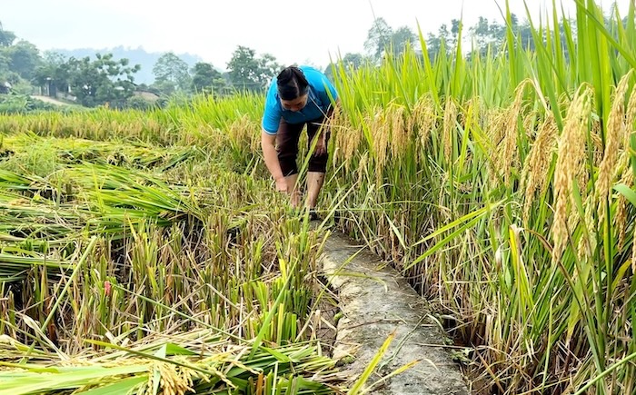Thuốc trừ sâu ăn lá sinh học