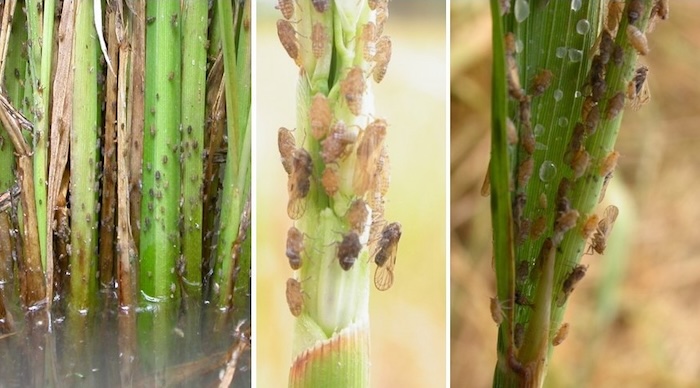 Thuốc trừ sâu confidor 100sl Thuốc trừ sâu confidor 100sl