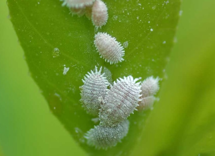 Thuốc trừ sâu f16 Thuốc trừ sâu f16