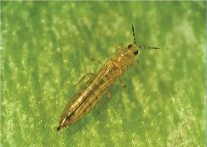 Thuốc trừ sâu flonicamid Thuốc trừ sâu flonicamid