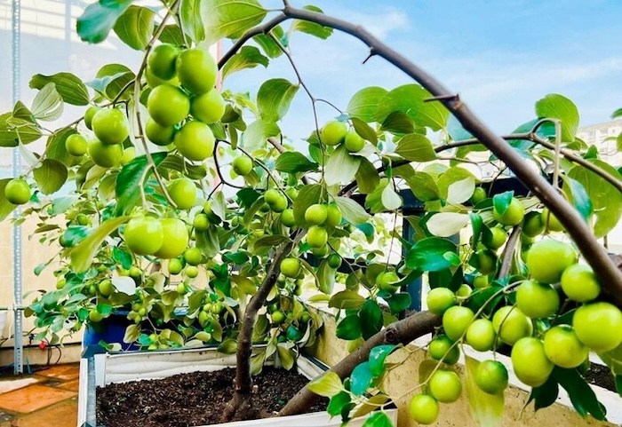 Thuốc trừ sâu gốc cúc tổng hợp Thuốc trừ sâu gốc cúc tổng hợp