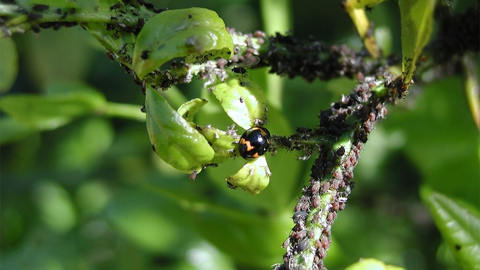 Thuốc trừ sâu gốc phospho hữu cơ Thuốc trừ sâu gốc phospho hữu cơ