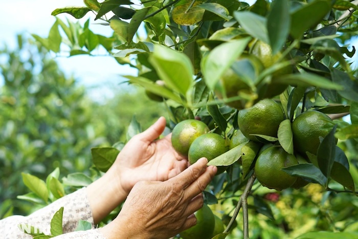 Thuốc trừ sâu gói nhỏ Thuốc trừ sâu gói nhỏ