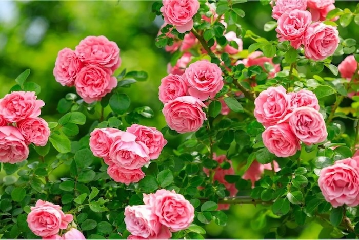 Thuốc trừ sâu gói nhỏ Thuốc trừ sâu gói nhỏ