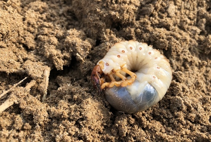 Thuốc trừ sâu hạt Thuốc trừ sâu hạt