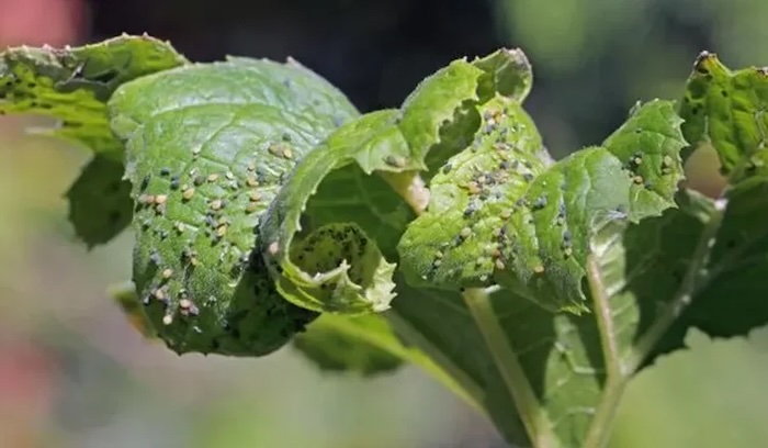 Thuốc trừ sâu hitaka Thuốc trừ sâu hitaka