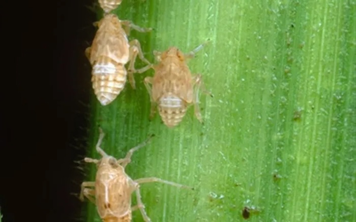 Thuốc trừ sâu javidan Thuốc trừ sâu javidan