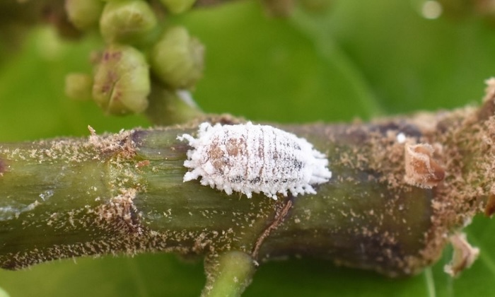 Thuốc trừ sâu javipas Thuốc trừ sâu javipas