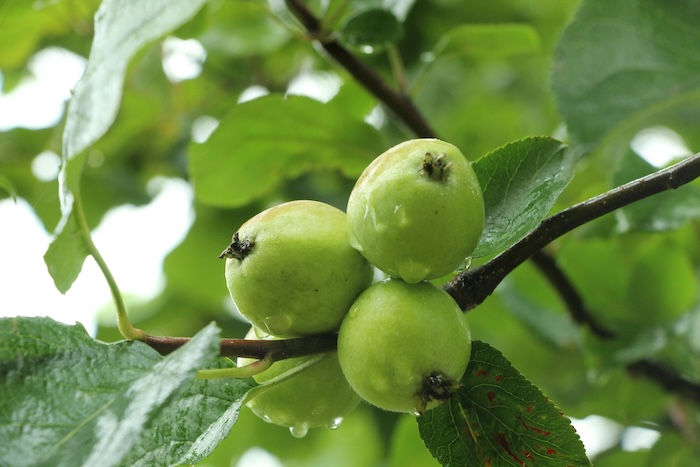 Thuốc trừ sâu jiathi Thuốc trừ sâu jiathi