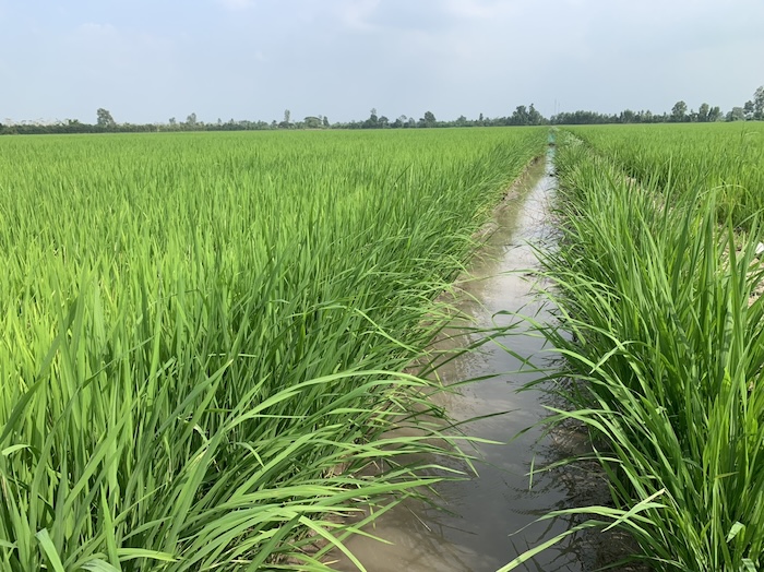 Các loại thuốc trừ sâu ăn lá