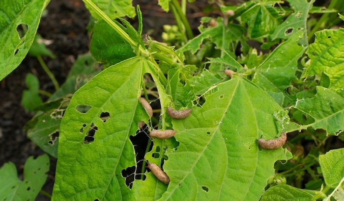 Cách phun thuốc trừ sâu an toàn
