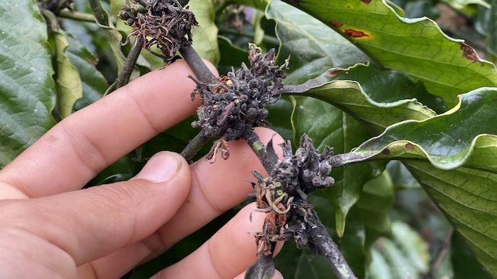 Thuốc trừ sâu ăn lá cà phê Thuốc trừ sâu ăn lá cà phê