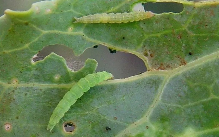 Thuốc trừ sâu ăn lá của nhật Thuốc trừ sâu ăn lá của nhật