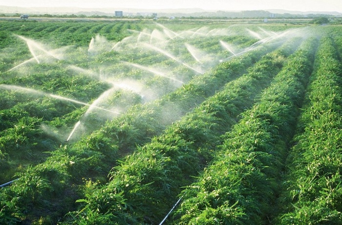 Thuốc trừ sâu ăn lá của nhật Thuốc trừ sâu ăn lá của nhật