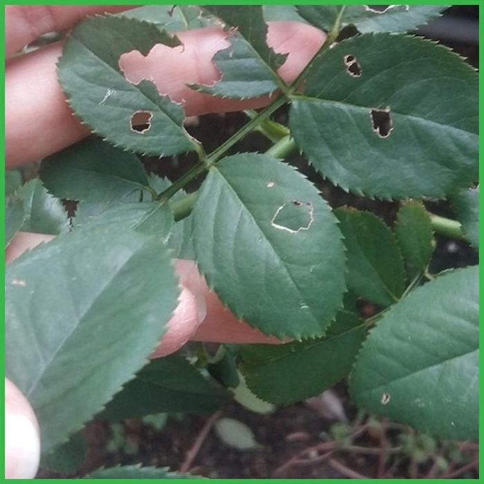 Thuốc trừ sâu ăn lá hoa hồng Thuốc trừ sâu ăn lá hoa hồng