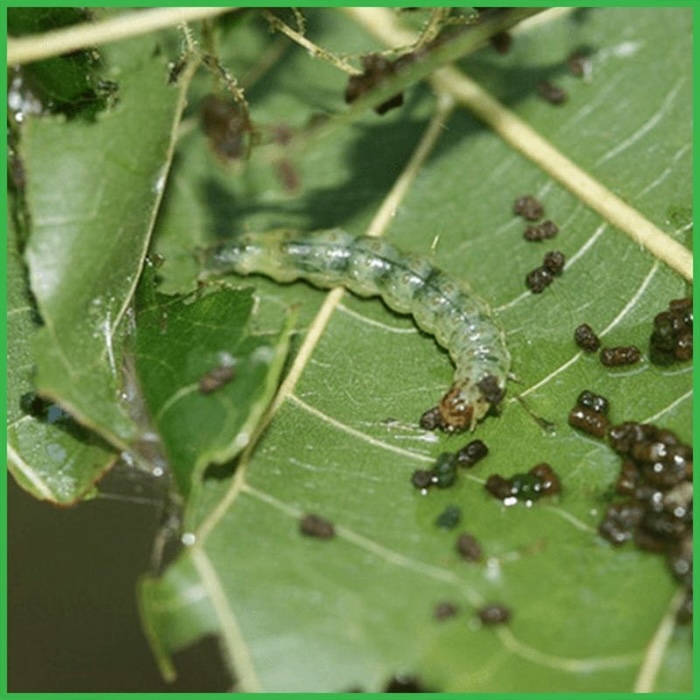 Thuốc trừ sâu ăn lá hoa hồng Thuốc trừ sâu ăn lá hoa hồng