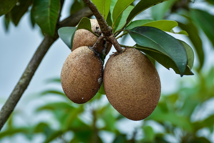 Thuốc trừ sâu an toàn cho người