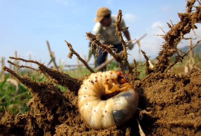 Thuốc trừ sâu Basudin 50ec có dạng gì Thuốc trừ sâu Basudin 50ec có dạng gì