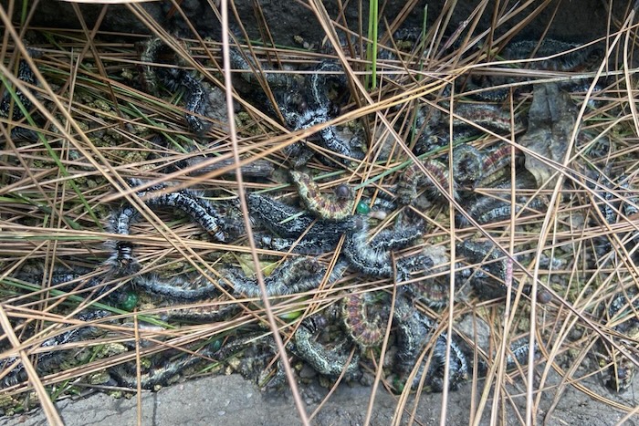 Thuốc trừ sâu sinh học an toàn Thuốc trừ sâu sinh học an toàn