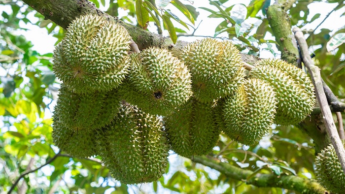 Các loại thuốc trừ sâu của Bayer Các loại thuốc trừ sâu của Bayer