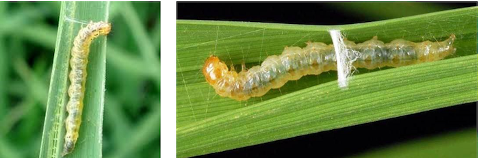 Các loại thuốc trừ sâu cuốn lá nhỏ