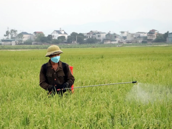 Các loại thuốc trừ sâu cuốn lá nhỏ