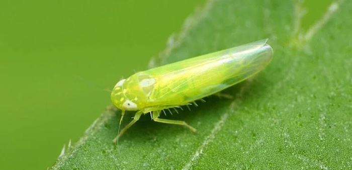 Ec trong thuốc trừ sâu là gì