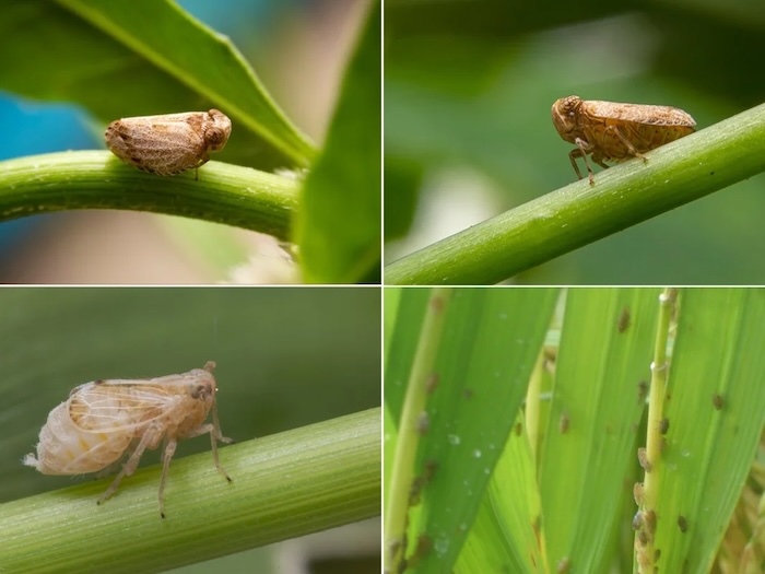 Tác dụng của thuốc trừ sâu ddt