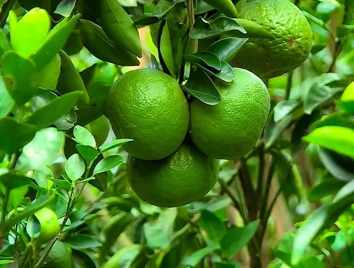 Thuốc trừ sâu của công ty Bayer Thuốc trừ sâu của công ty Bayer