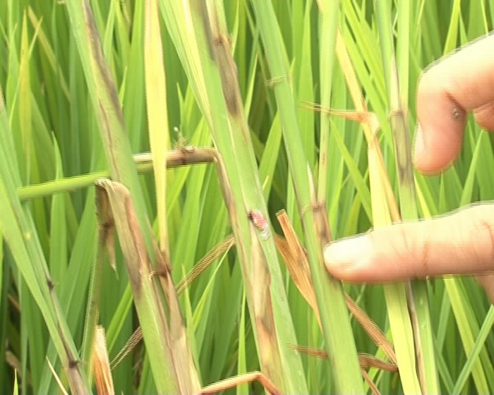 Thuốc trừ sâu cuốn lá đục thân