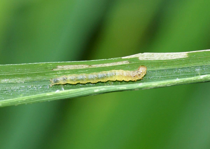 Thuốc trừ sâu cuốn lá nhỏ