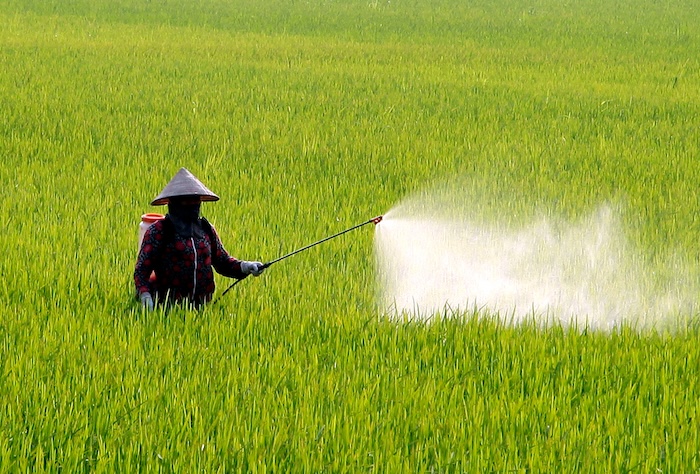 Thuốc trừ sâu cuốn lá trên lúa