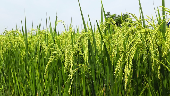 Thuốc trừ sâu dạng ec