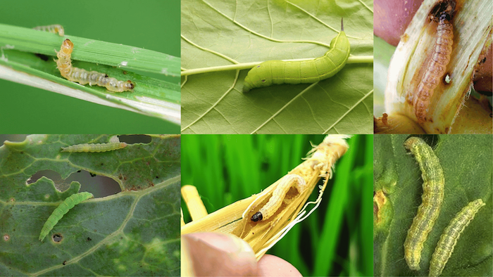 Thuốc trừ sâu ec là gì