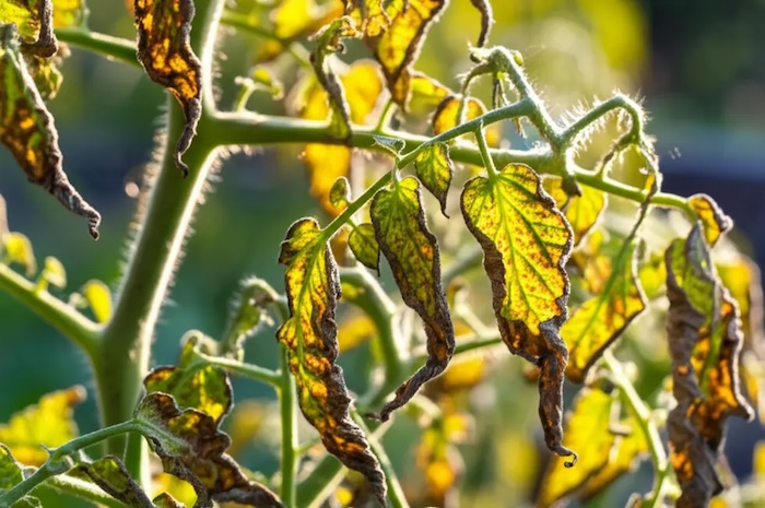 Thuốc trừ sâu ec nóng hay mát