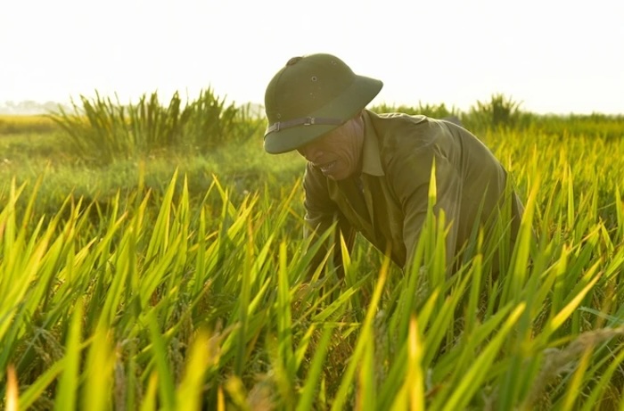 Thuốc trừ sâu ec và sc Thuốc trừ sâu ec và sc