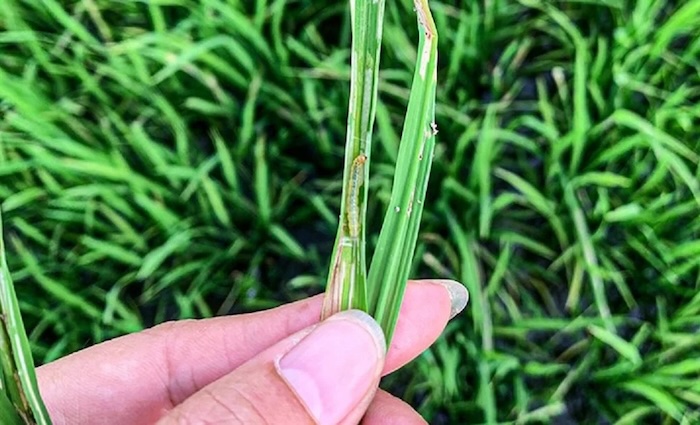 Thuốc trừ sâu gốc ec