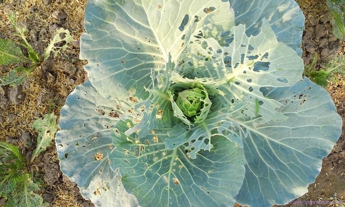 Thuốc trừ sâu rau của nhật