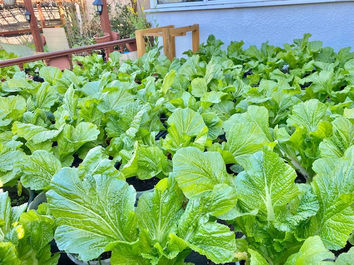 Thuốc trừ sâu sinh học cho rau cải