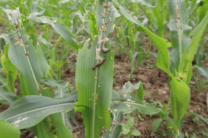 Thuốc trừ sâu sinh học emamectin benzoate