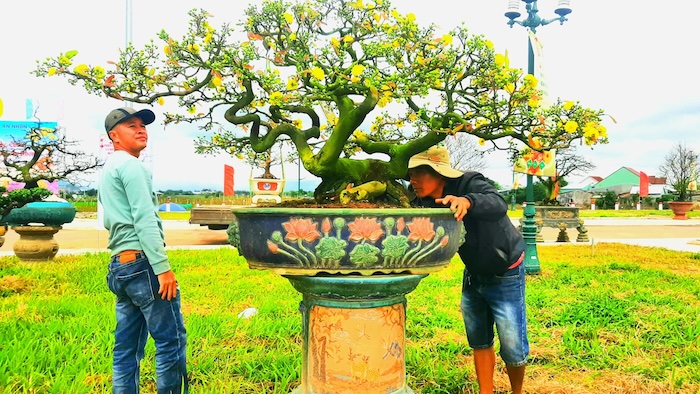 Thuốc trừ sâu và bò trĩ cho cây mai vàng