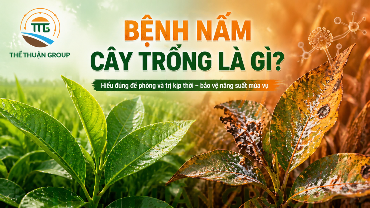 Bệnh nấm cây trồng là gì
