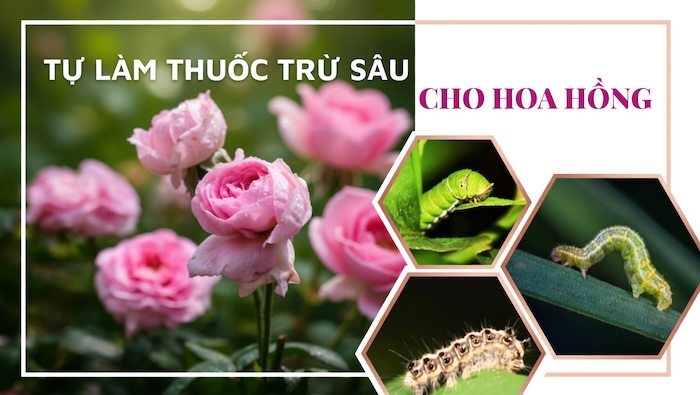 Cách làm thuốc trừ sâu sinh học cho hoa hồng Cách làm thuốc trừ sâu sinh học cho hoa hồng