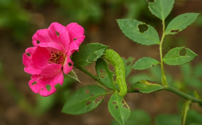 Cách làm thuốc trừ sâu sinh học cho hoa hồng Cách làm thuốc trừ sâu sinh học cho hoa hồng